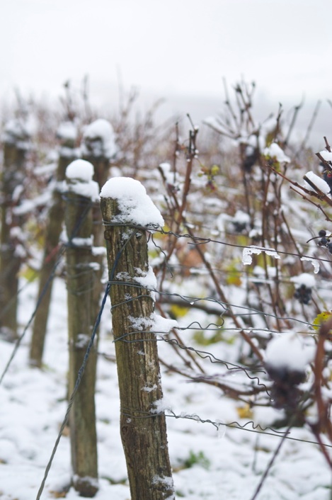 champagne vigne neige