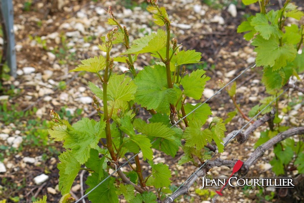 vigne chardonnay colomb