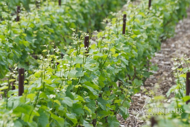 vigne colomb champagne