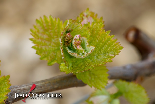 chardonnay champagne courtillier