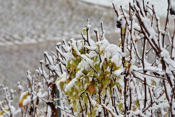 champagne feuille neige