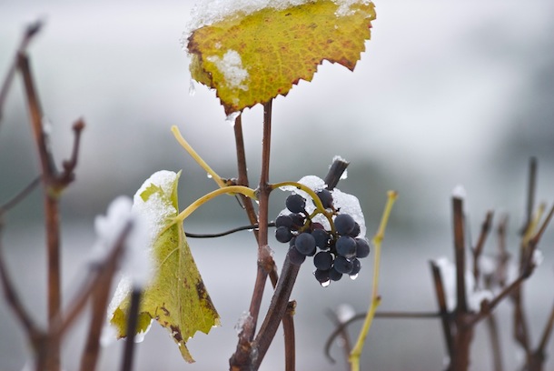 champagne raisin neige