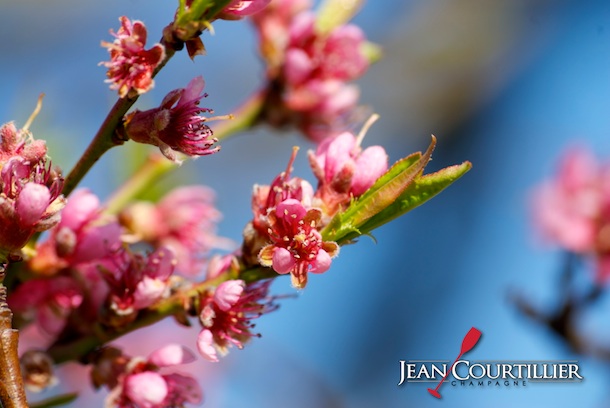 fleur colomb la fosse